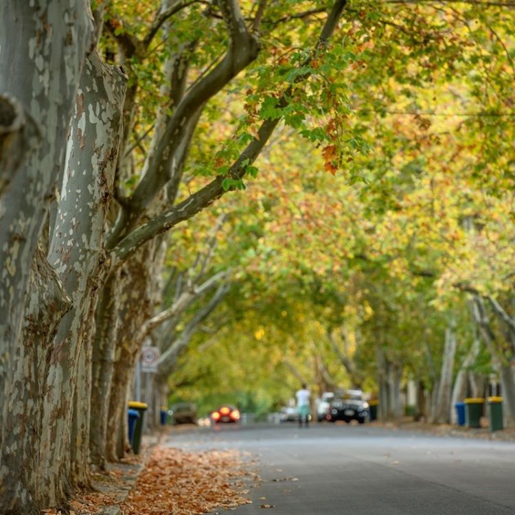 line of street trees