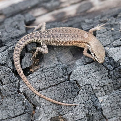 lizard on tree bark