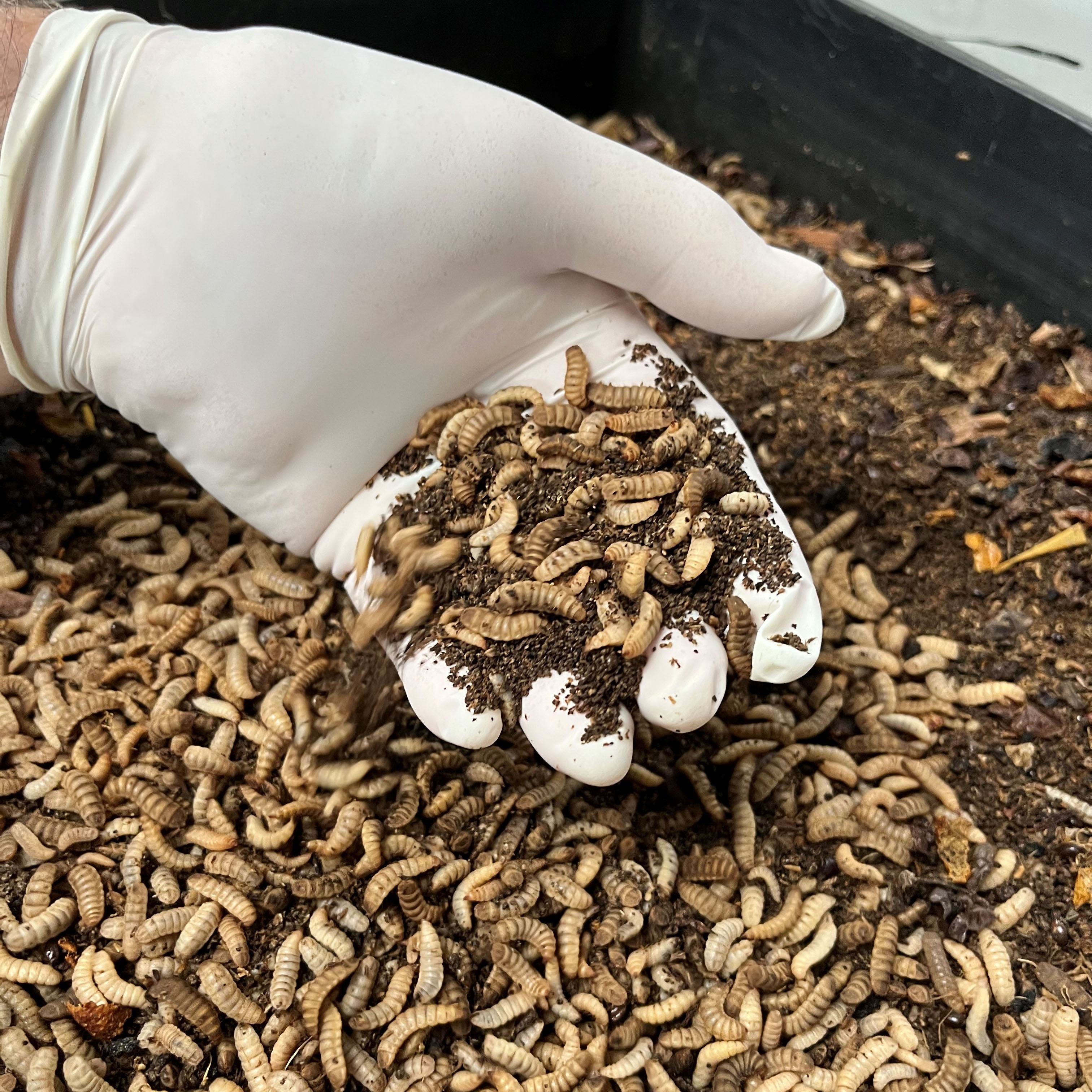Black soldier fly larvae