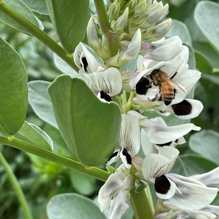 A honey bee foraging on a faba bean flower
