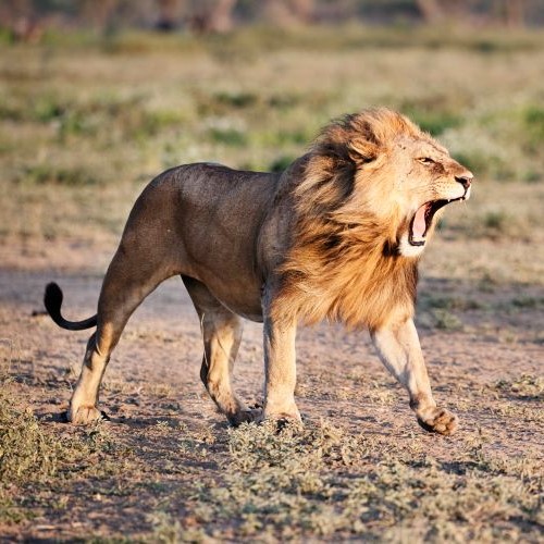 African lion in the wild