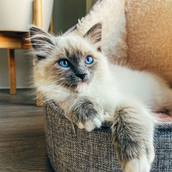 Cat curled up indoors