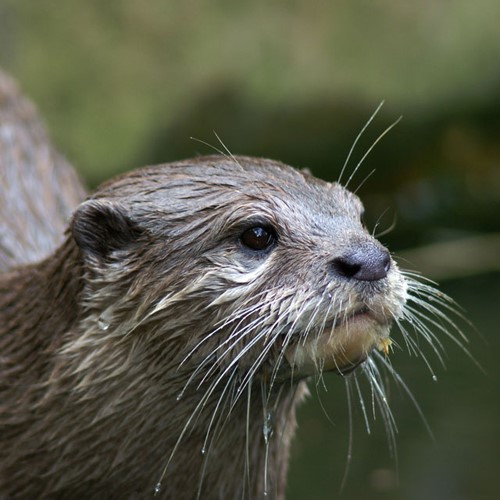 A family of otters 