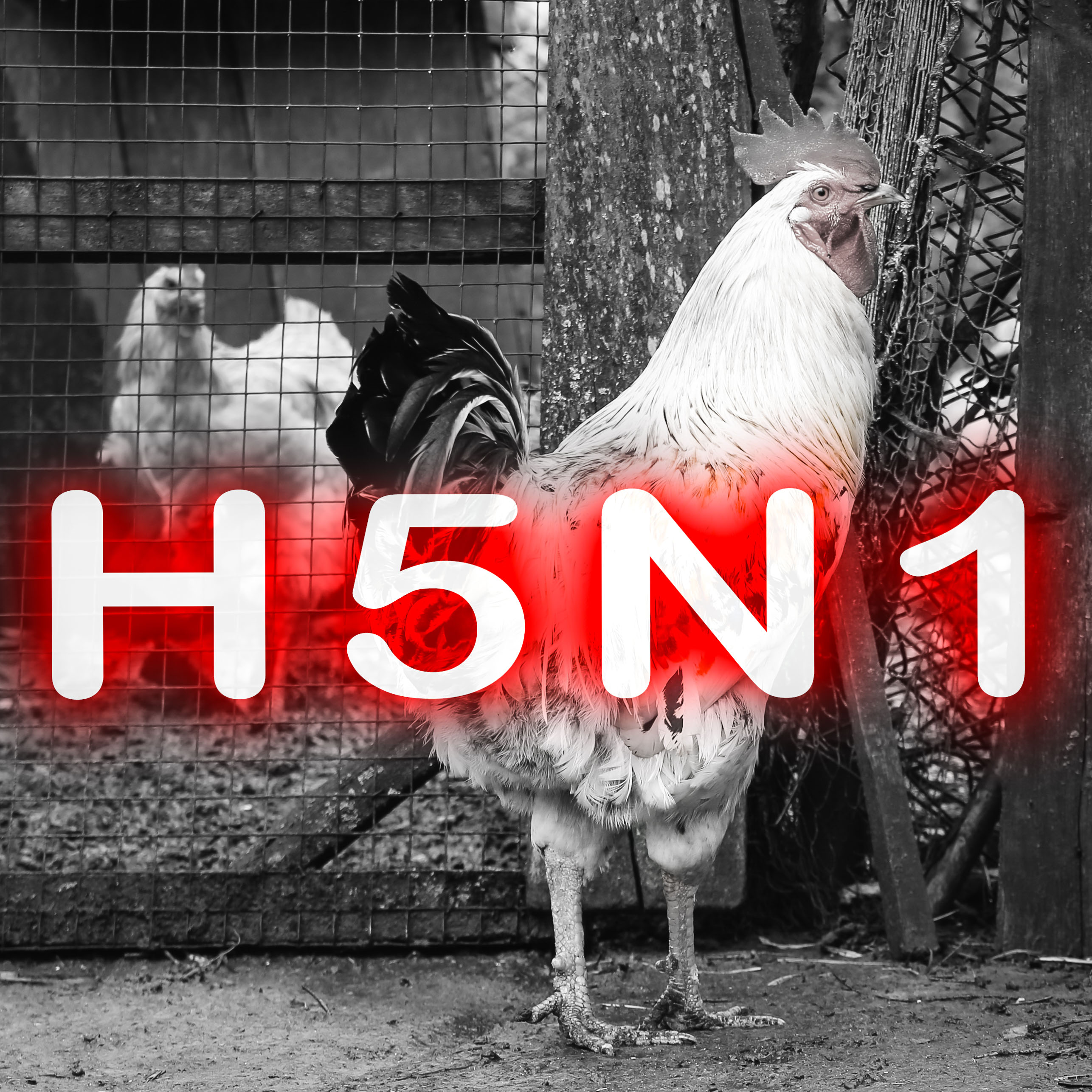 H5N1 text of bird flu over image of chicken