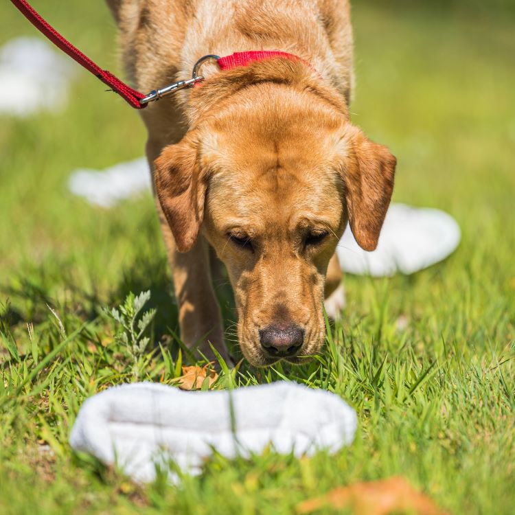 Detection dog sniffing out a target