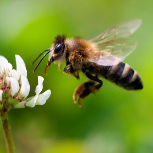 Honeybee pollinating a flower