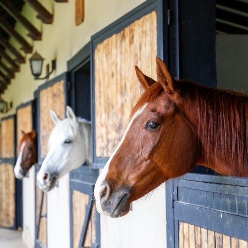 horses in stable