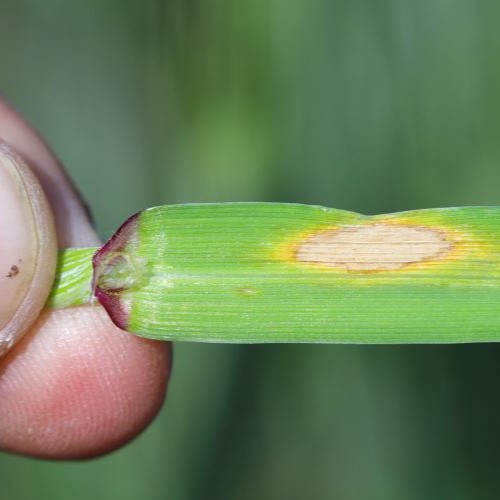 diseased leaf