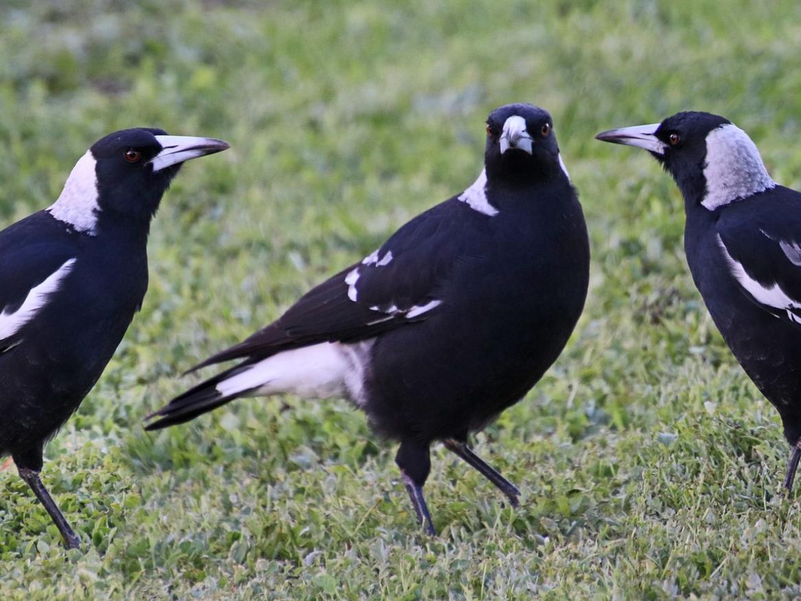 photo of three magpies