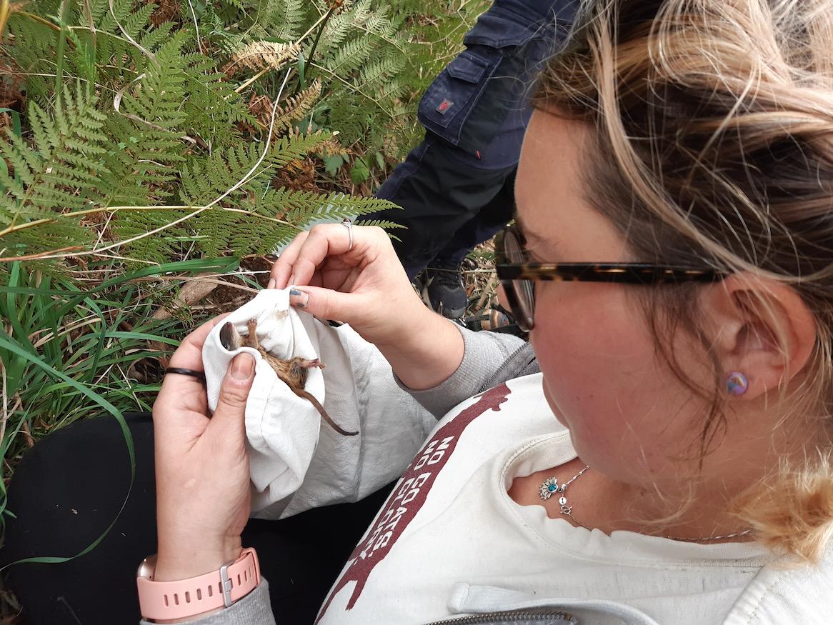 Examining a bandicoot