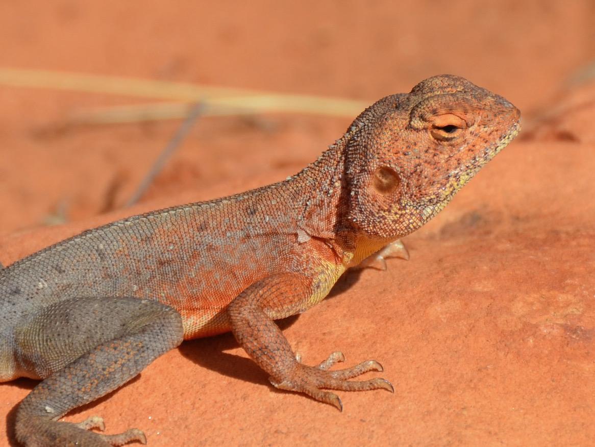 Ring tailed dragon lizard