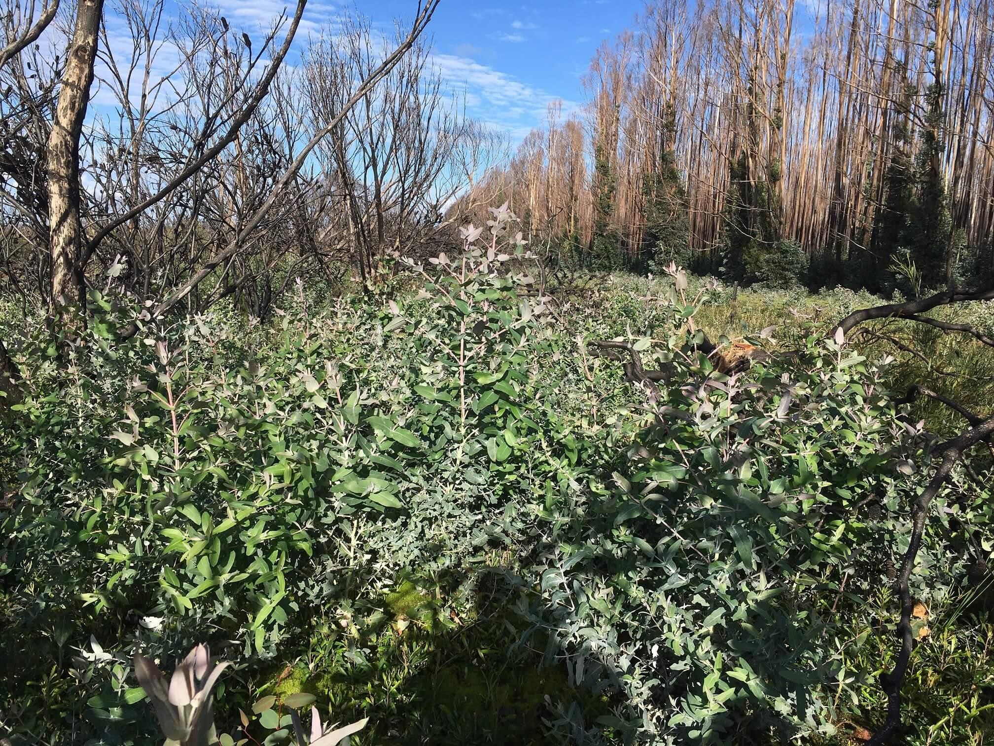 Tasmanian blue gum seedlings next to a burnt plantation on KI