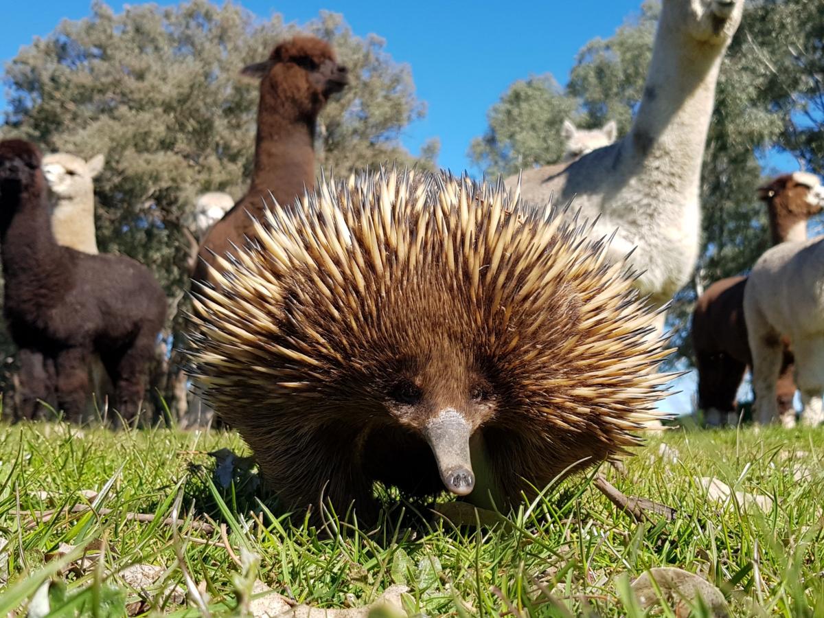 Alpacas with echidna