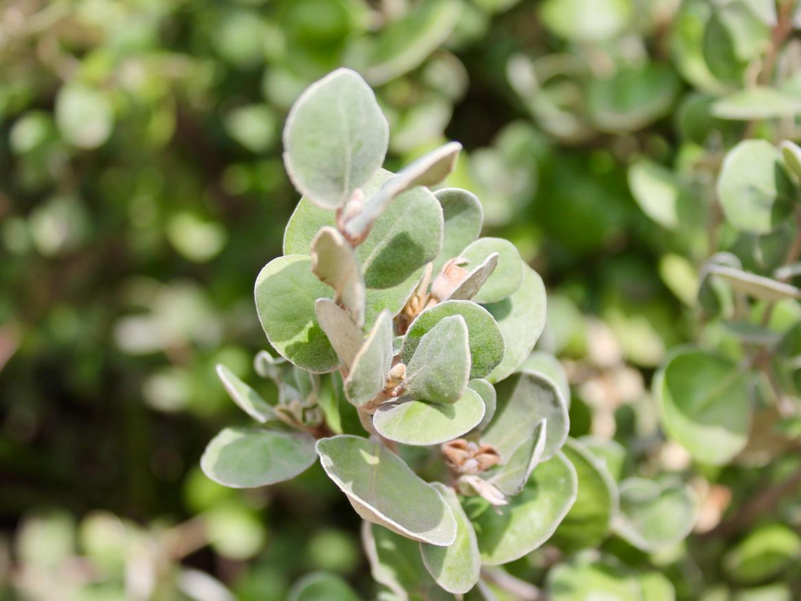 Australian native plant