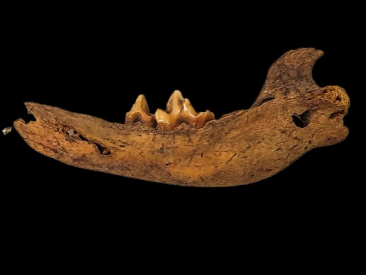Photo of a dingo jaw