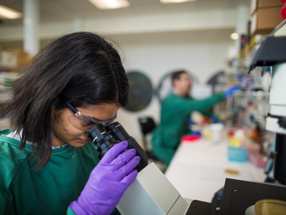 Researcher looking into a microscope