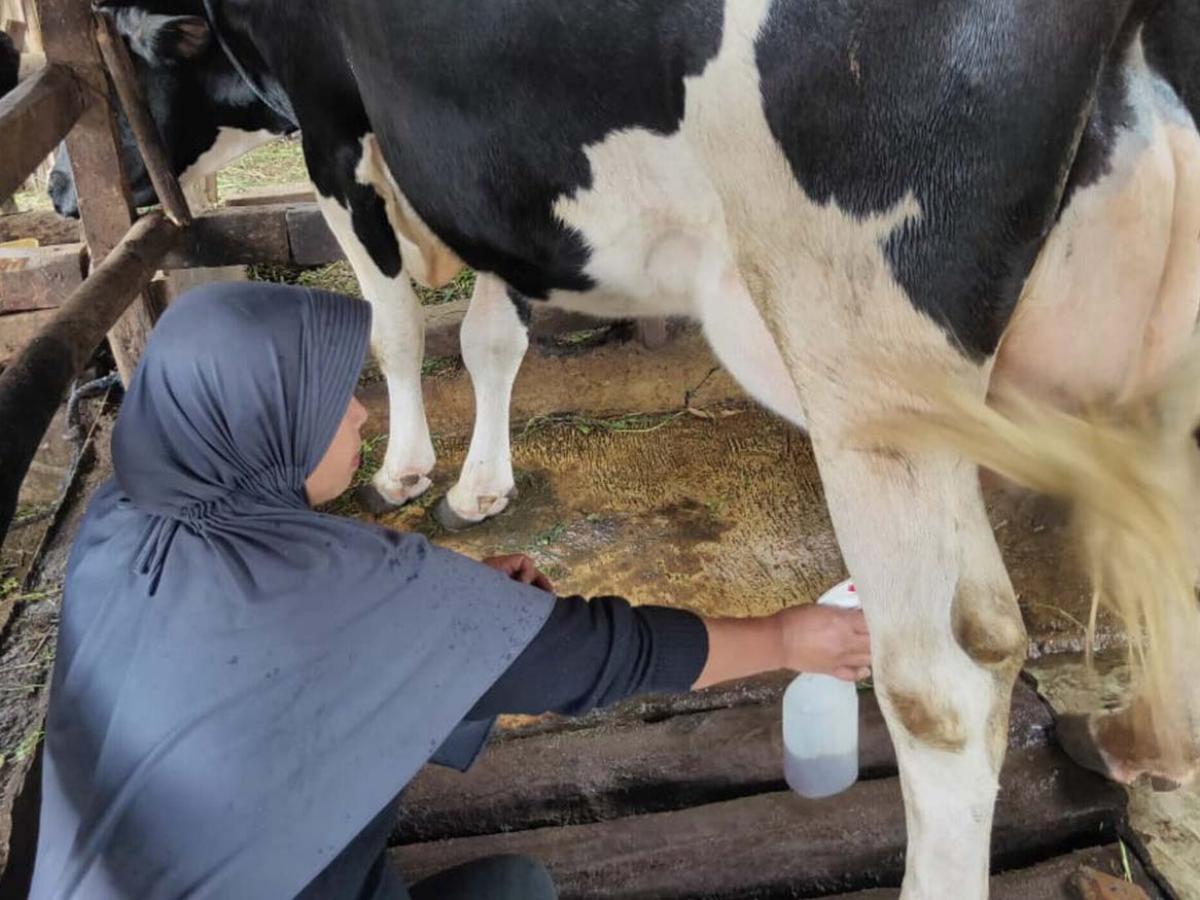 Increasing milk production by improving dry matter intake