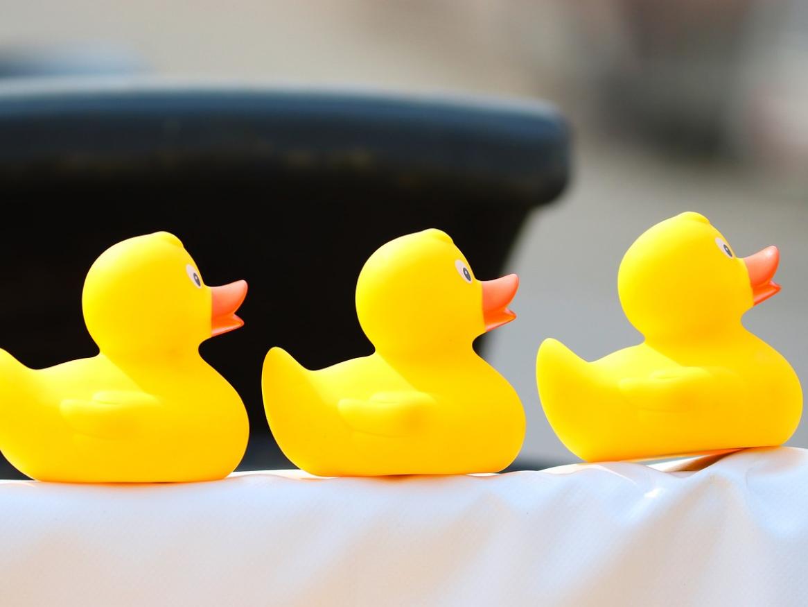 Three rubber ducks in a row