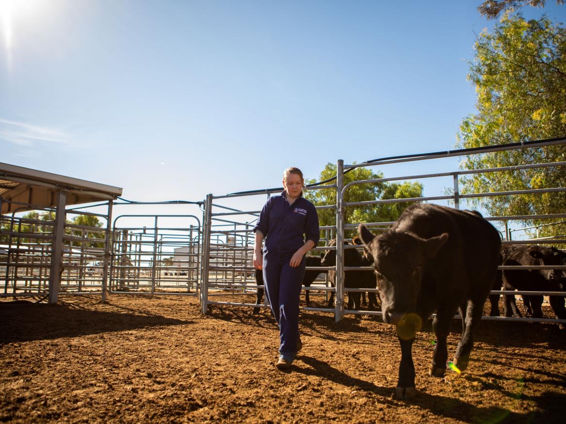 Roseworthy student in the cattle yard with livestock