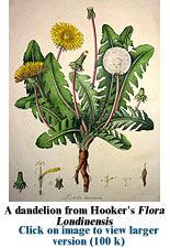 Dandelion from Hooker's "Flora Londinensis"