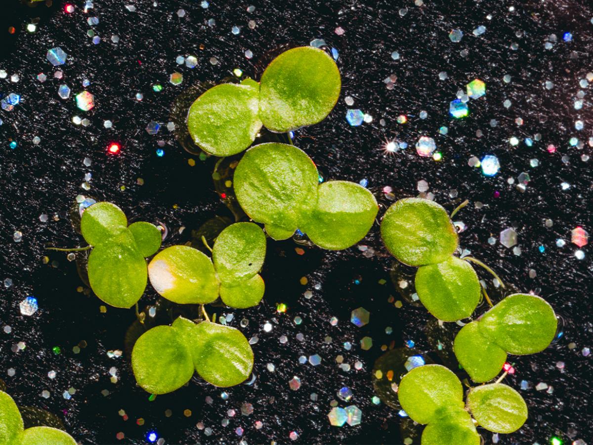 The pursuit eternal duckweed