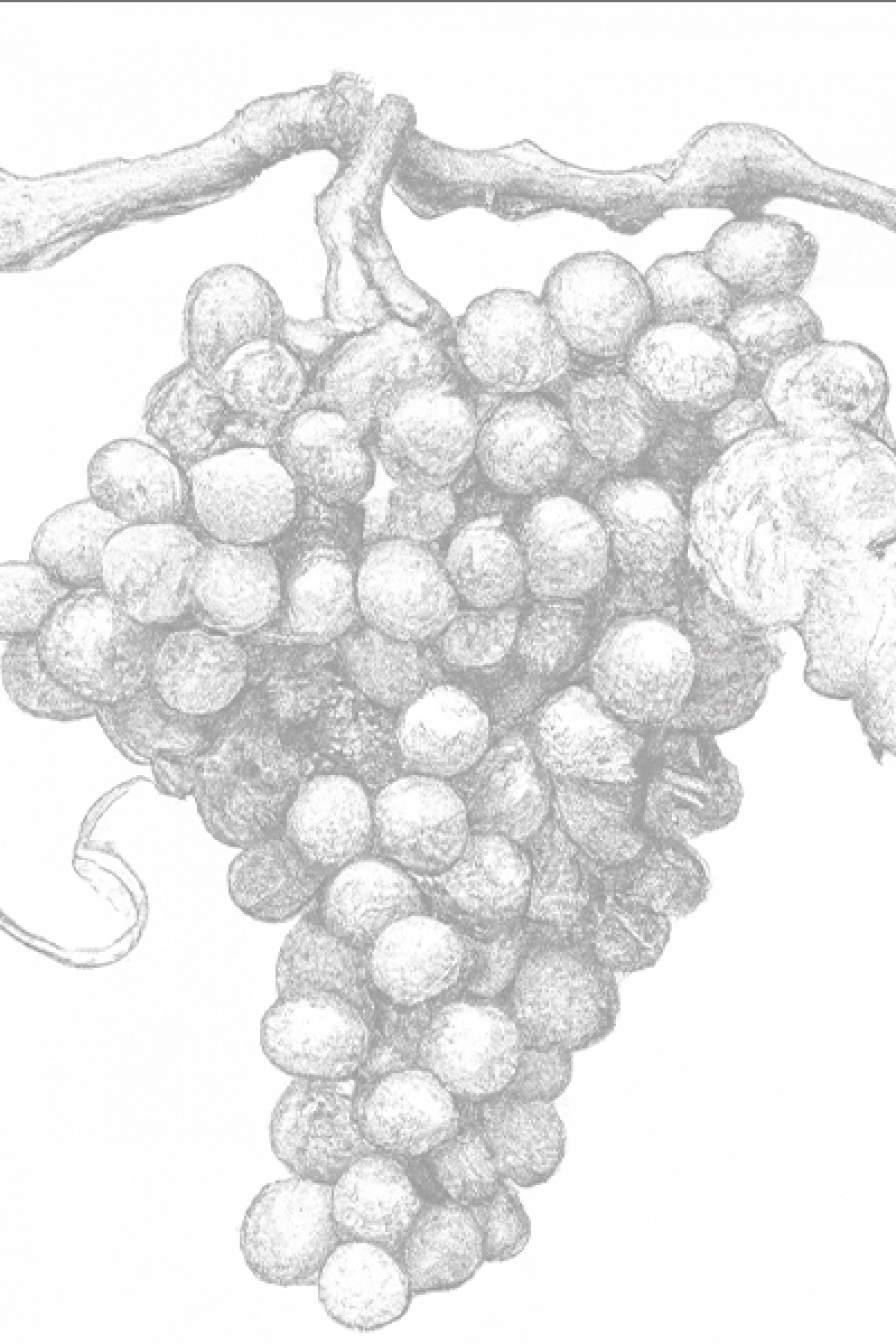 Grapevine sketch