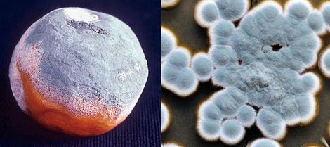 Culture of Penicillium spp