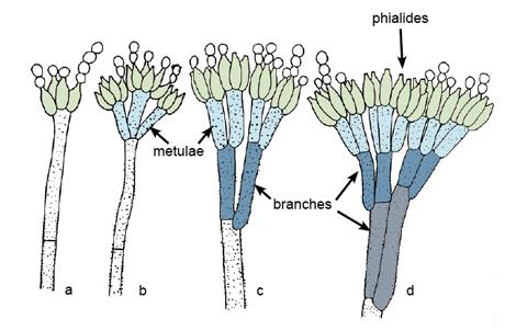 penicillium chrysogenum diagram