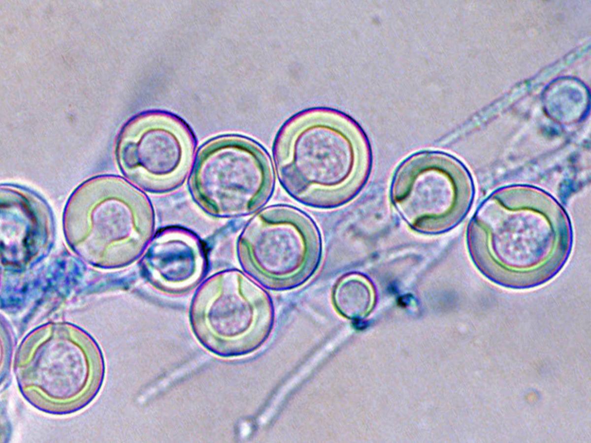 Unknown 29 microscopy - 3