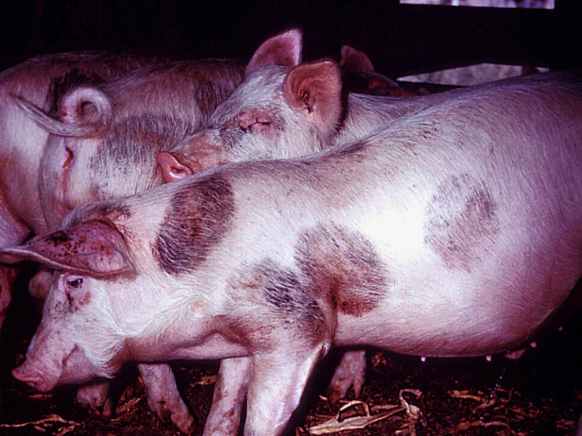  Nannizzia nana infection of pigs.