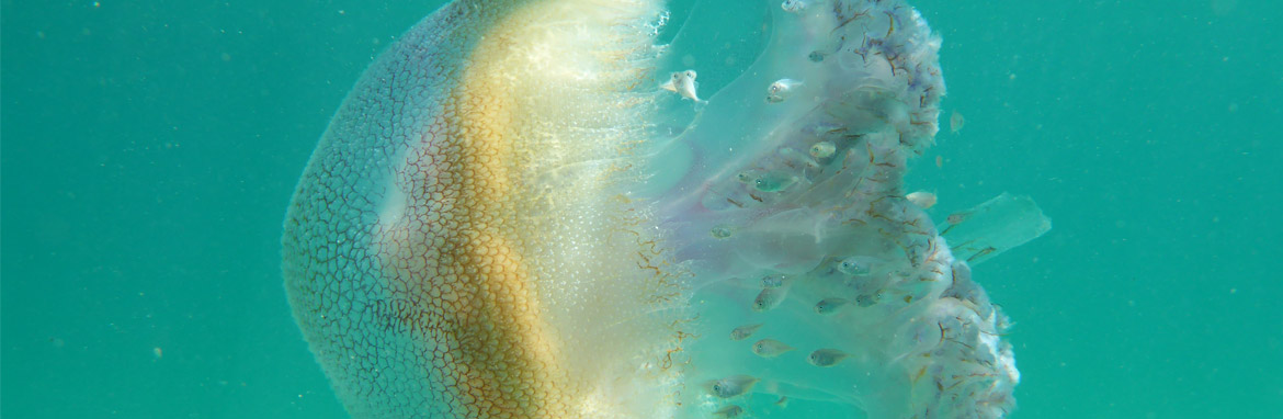 Baby fish to lose jellyfish protection