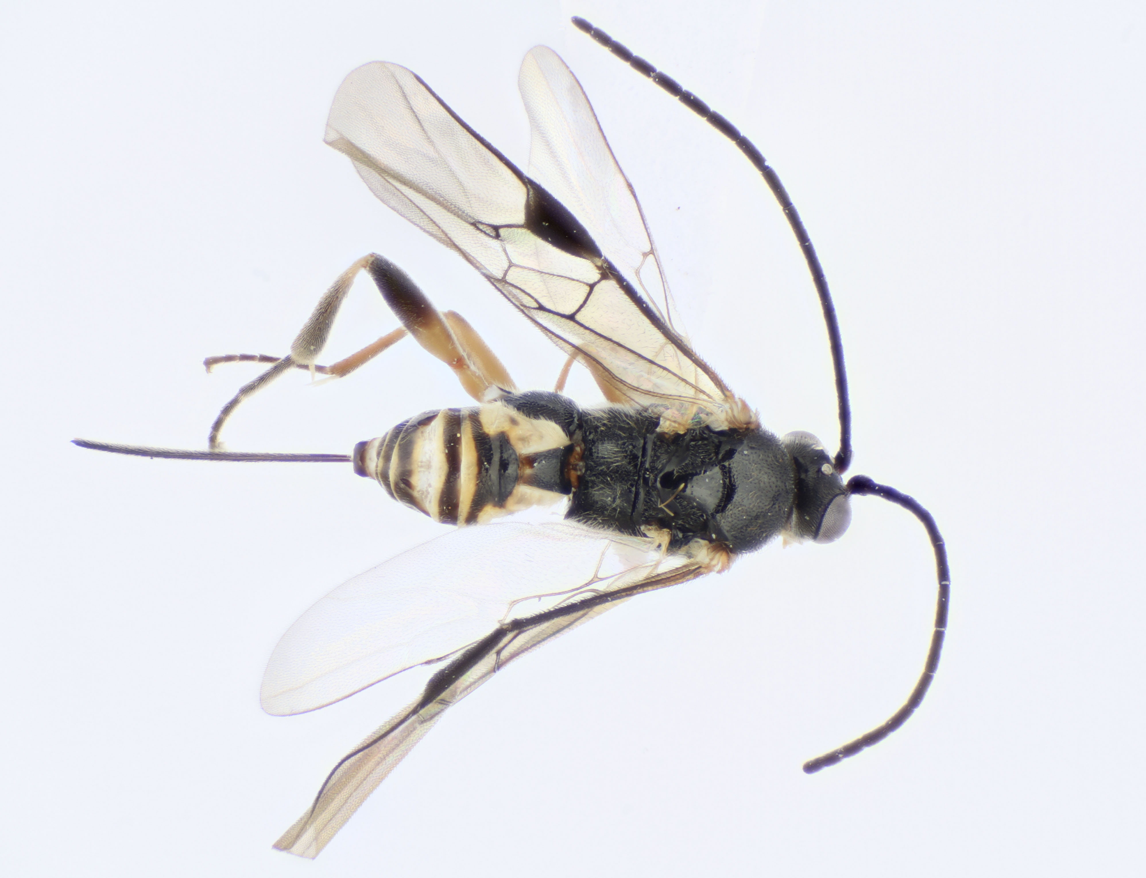 School Students Discover Four New Species Of Wasp Newsroom   Choeras Ramcomamorata. Photo Supplied By Dr Erinn Fagan Jeffries 