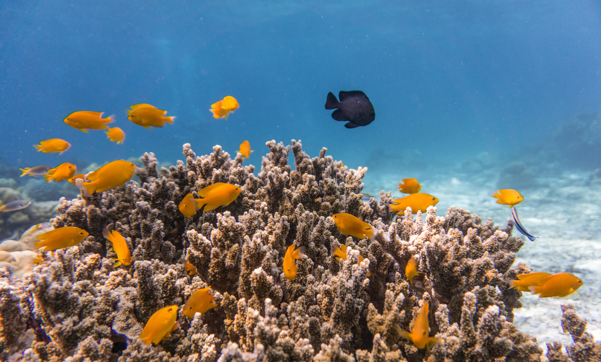 Ocean acidification turns fish off coral reefs | Newsroom | University ...