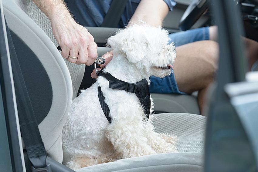 Best way to restrain a outlet dog in a car