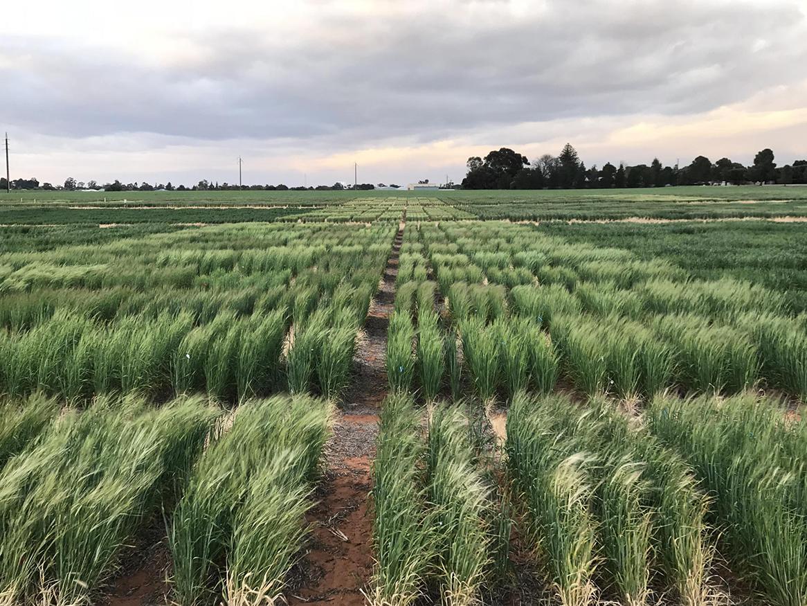 Frost-damaged barley