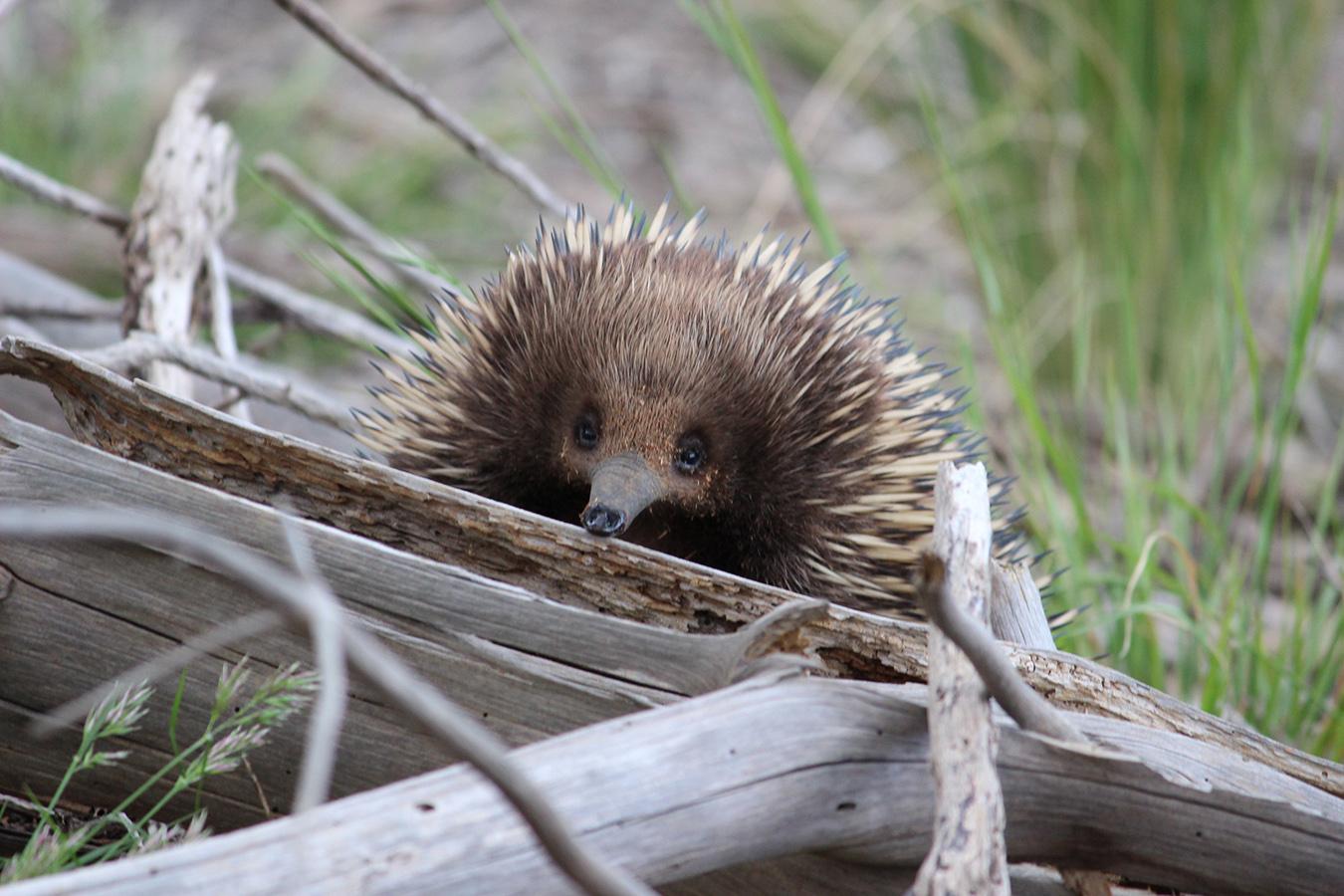 Genomes Reveal New Insights Into Iconic Aussie Animals | Mirage News