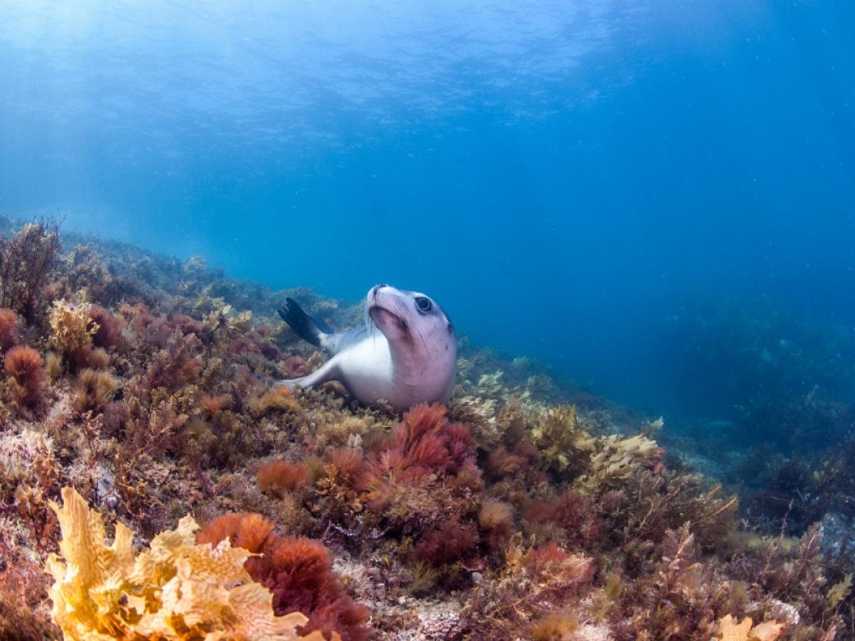 An underwater photo of a sea lion, taken by Carl Charter.