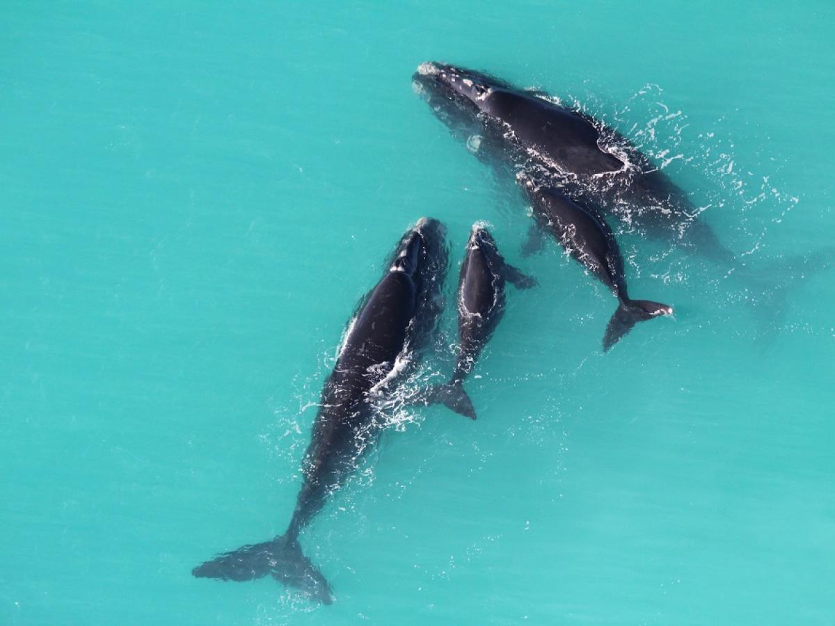 An aerial photo of a group of Southern right whales, taken by Dirk Holman.