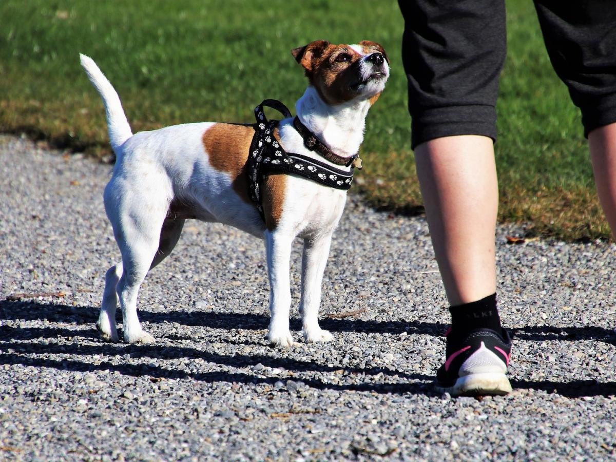 A small dog on a harness and lead next to its owner.