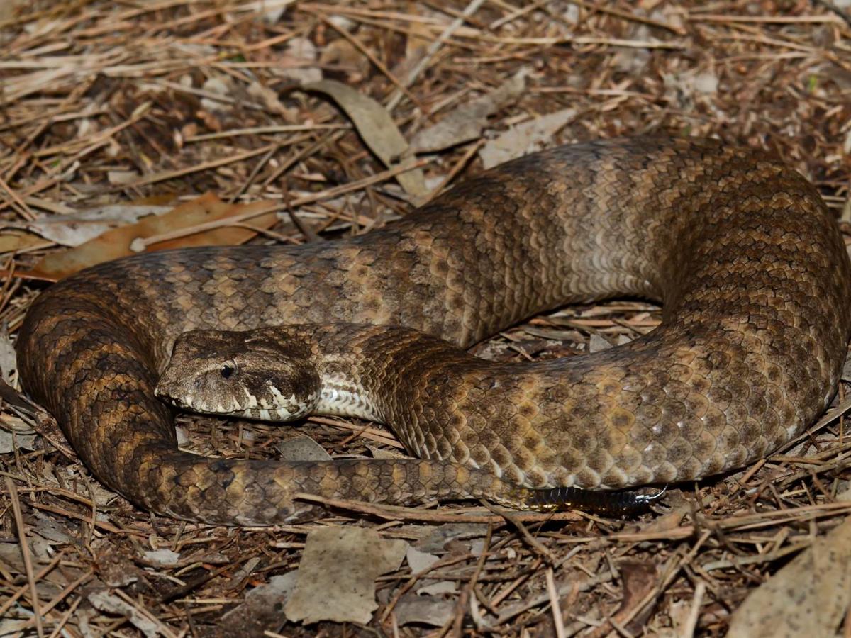 A death adder snake curled up on the ground