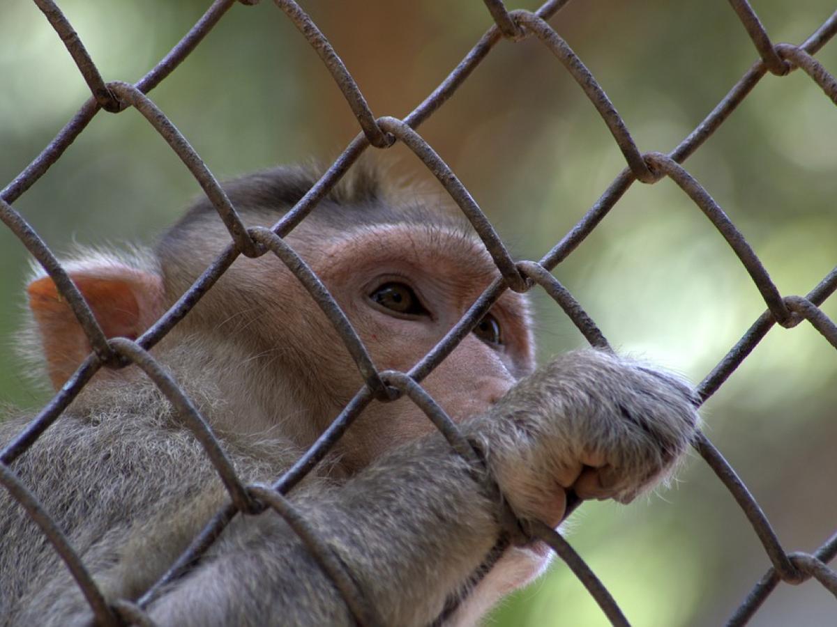 Illegal macaque trade could spark the next pandemic | Newsroom