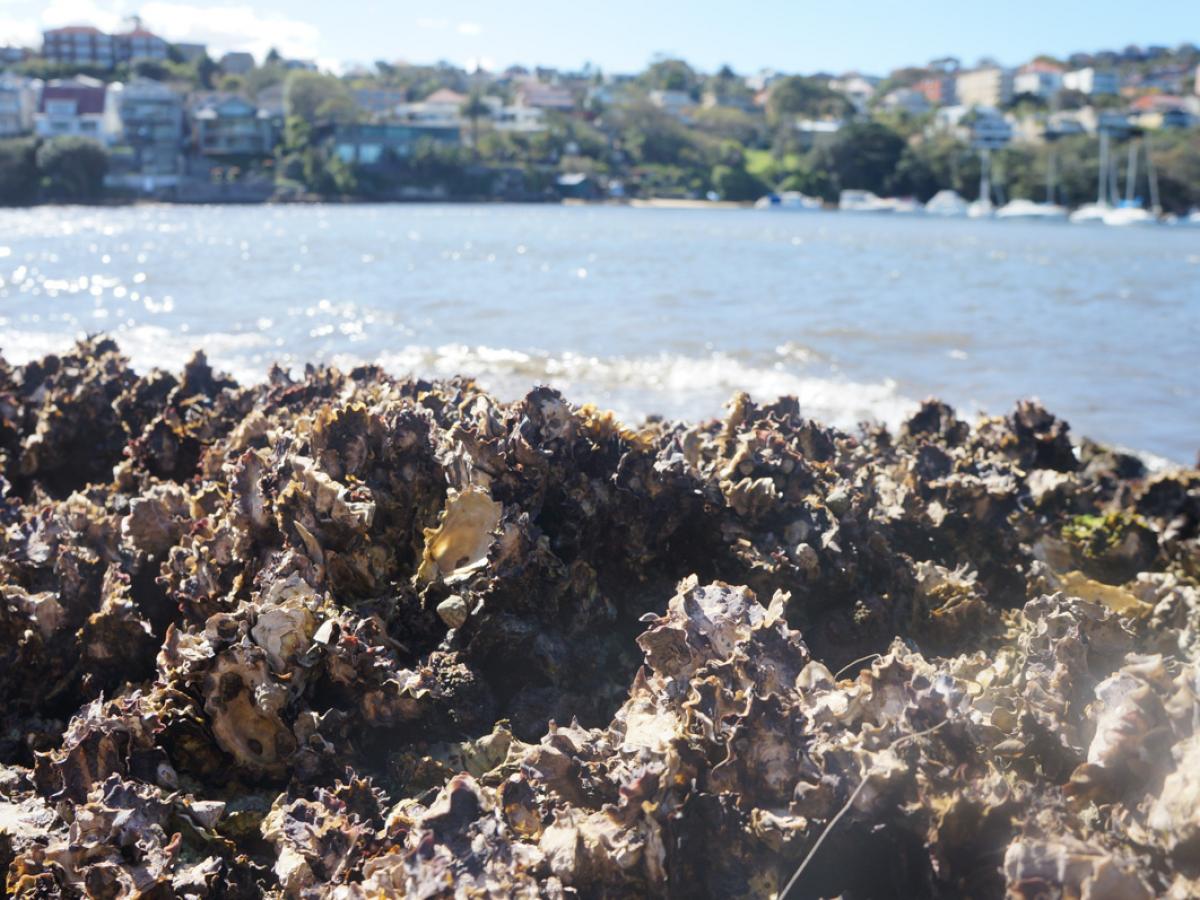 A native oyster bed on an urbanised coast credit Dominic McAfee