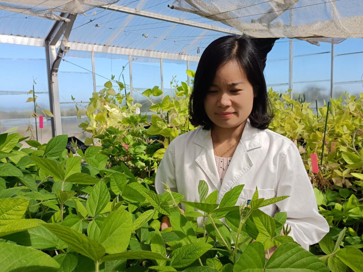 Dr Anh Pham inspecting soybean plants