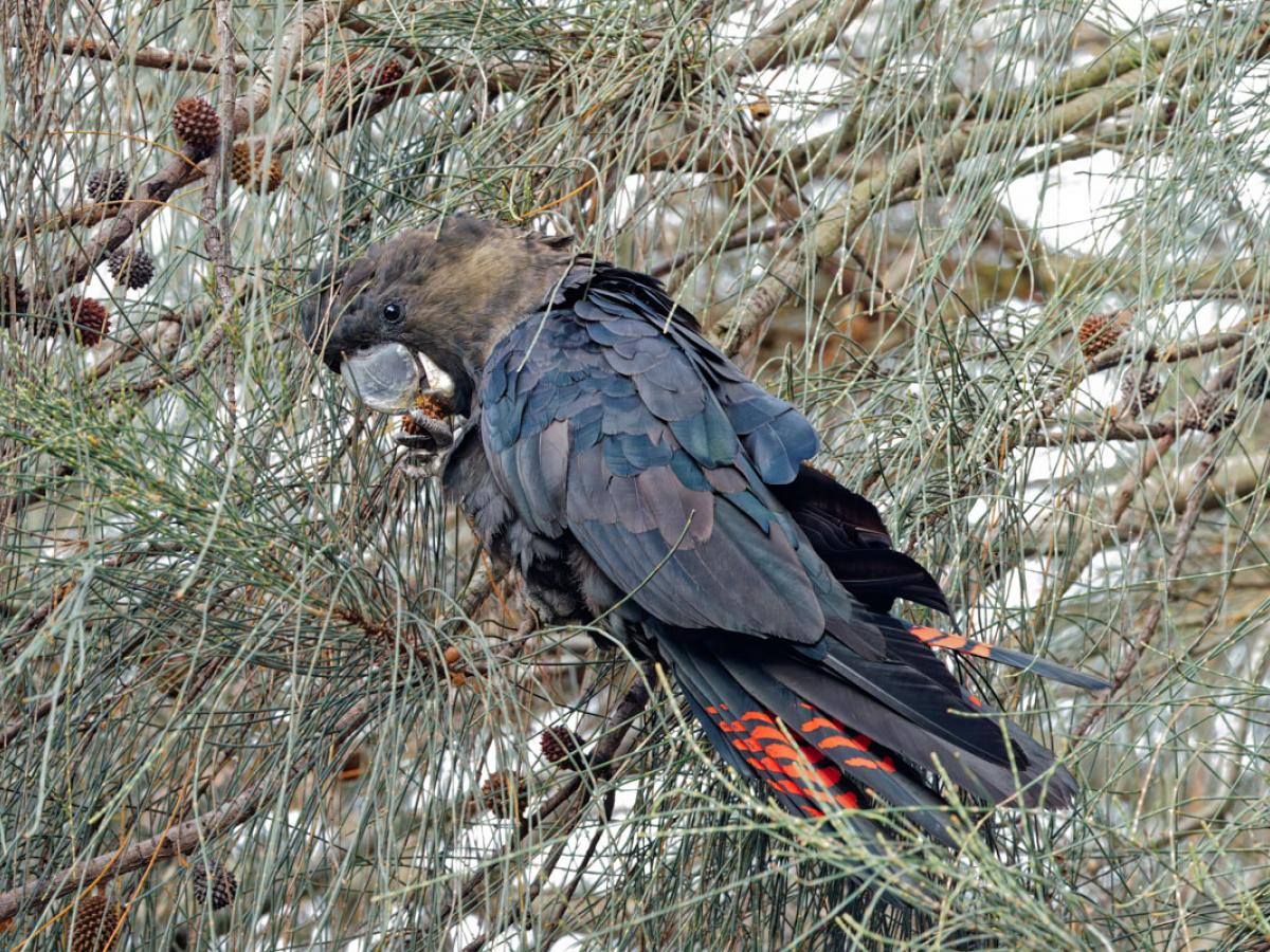 A glossy black-cockatoo feeding in a sheoak tree