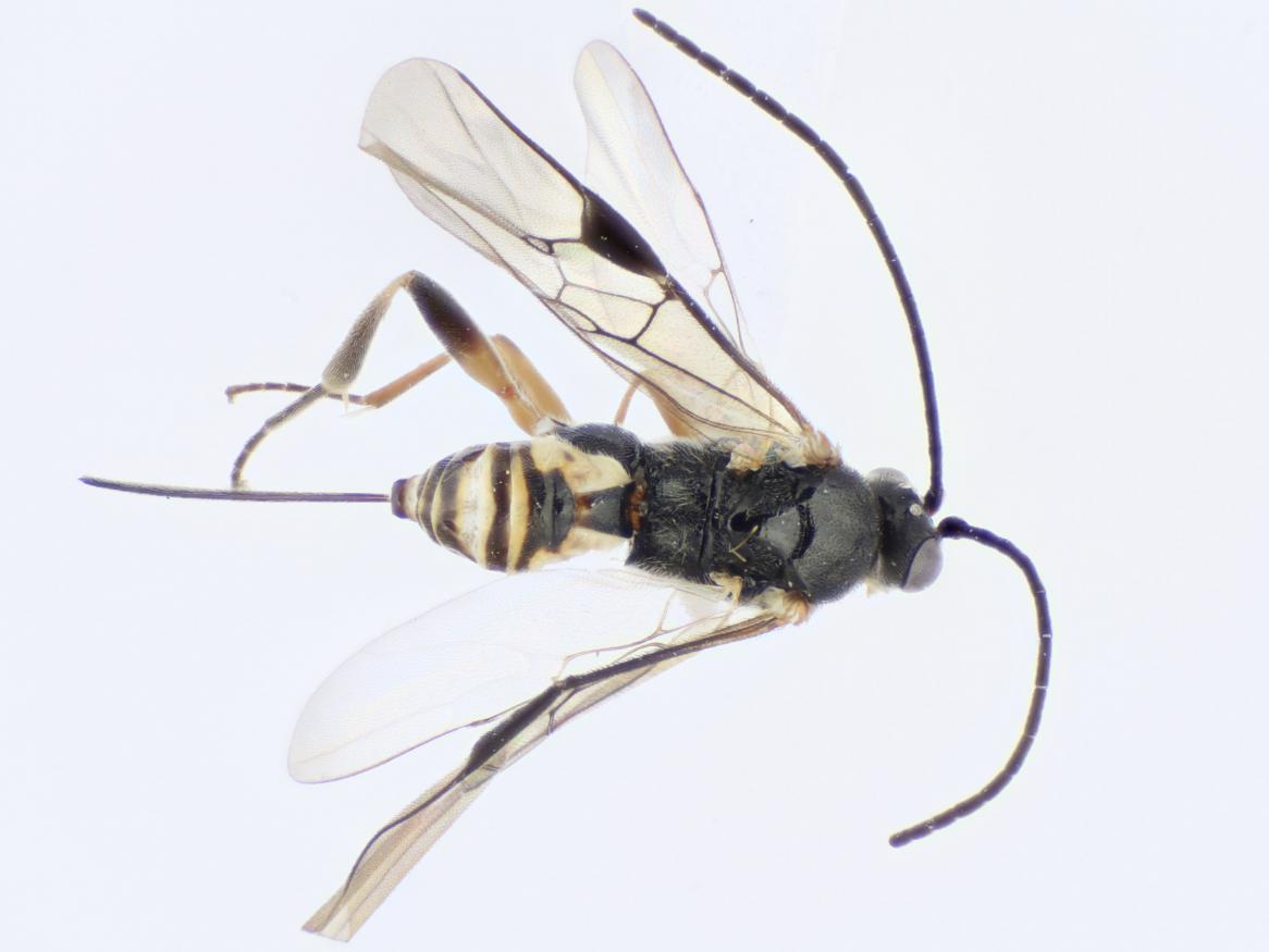 One of the four new wasp species discovered and named, Choeras ramcomamorata