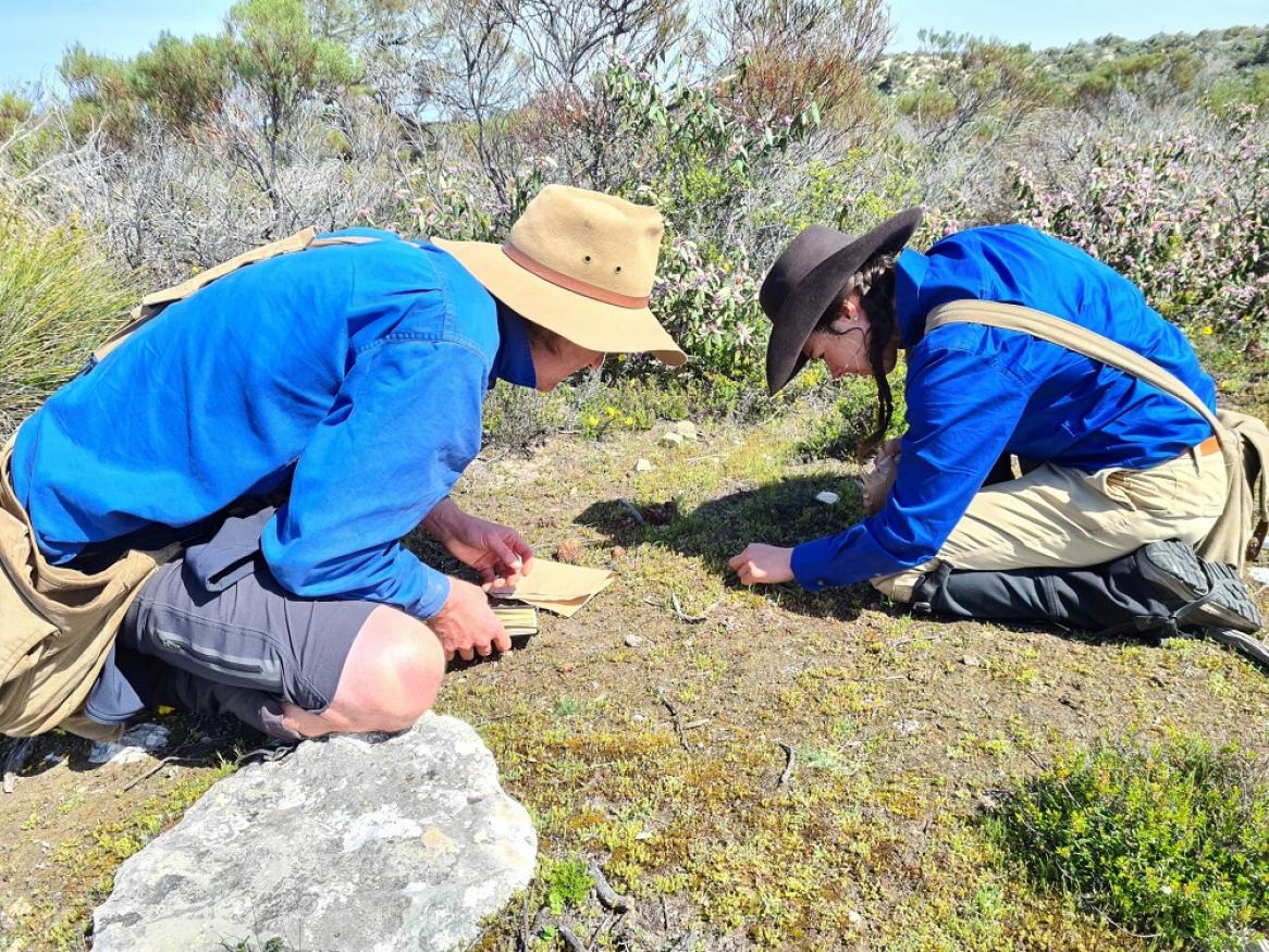 Two ecologists kneeling down, taking grass samples in Coffin Bay National Park.