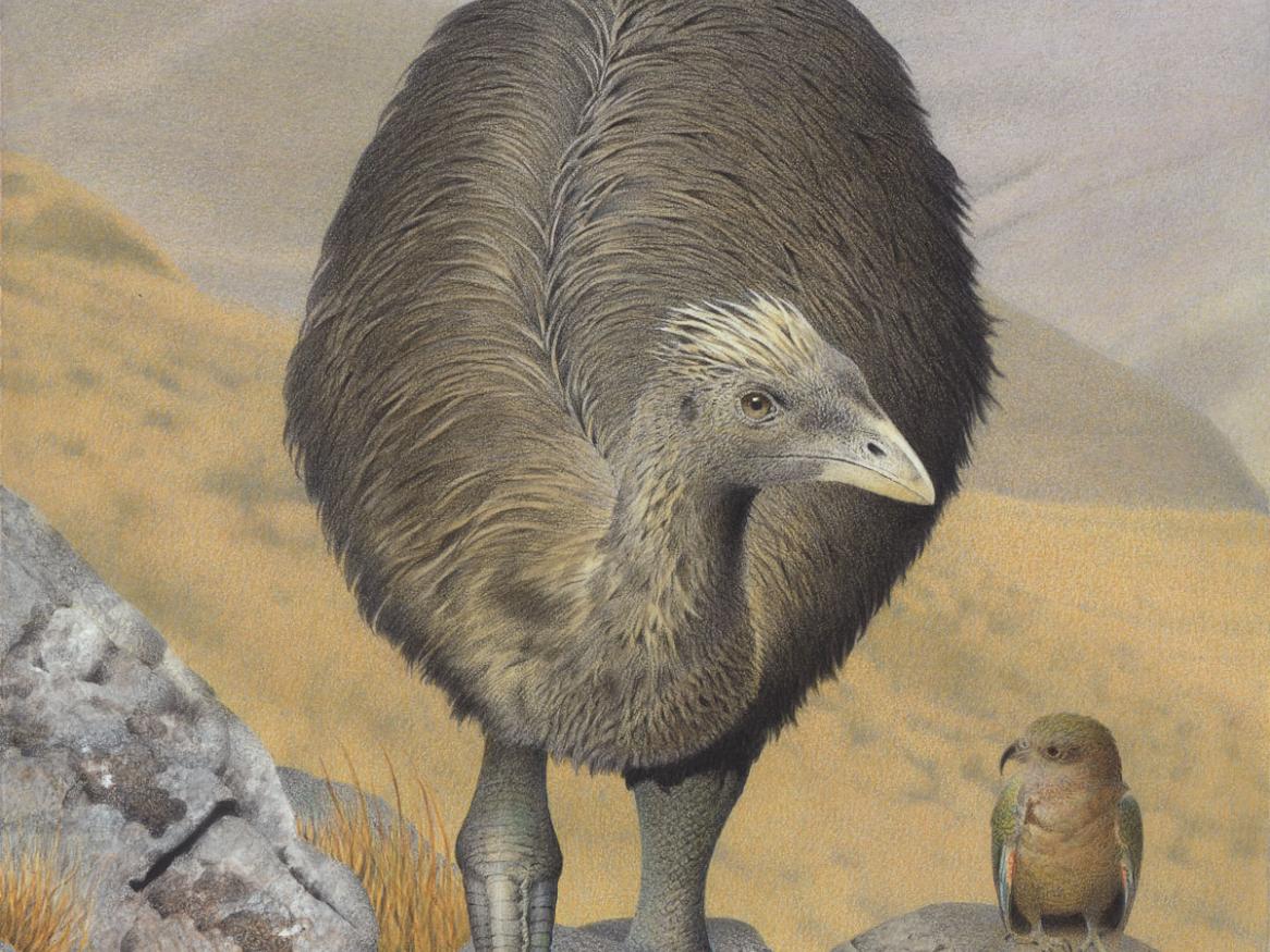 Crested Moa. Pachyornis australis. From the series- ExSnct Birds of New Zealand., 2005, Masterton, by Paul MarSnson. Te Papa (2006-0010-1-19)