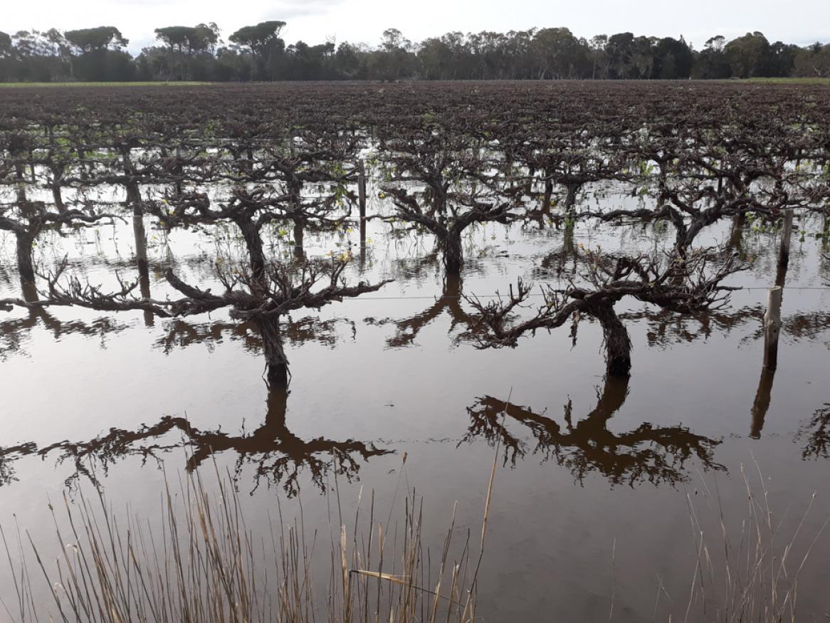 A Langhorne Creek vineyard