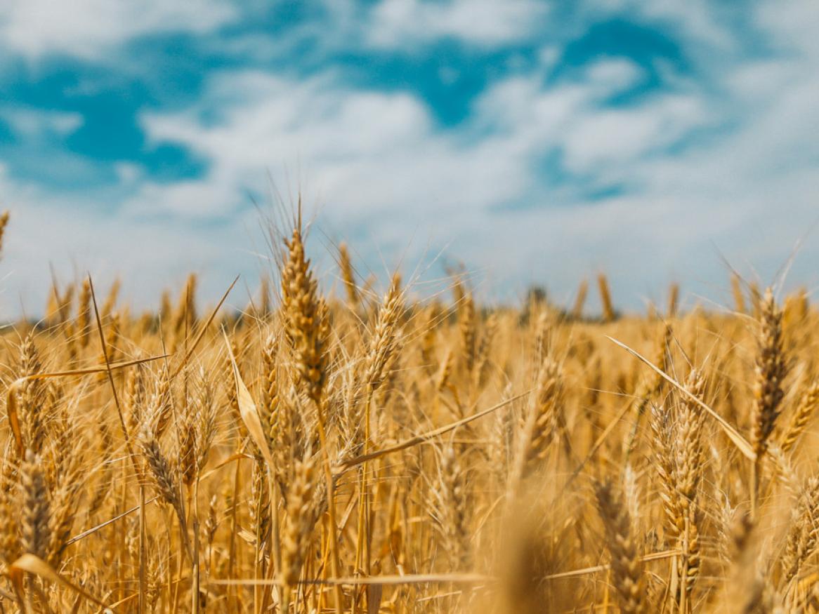 Wheat credit Polina Rytova
