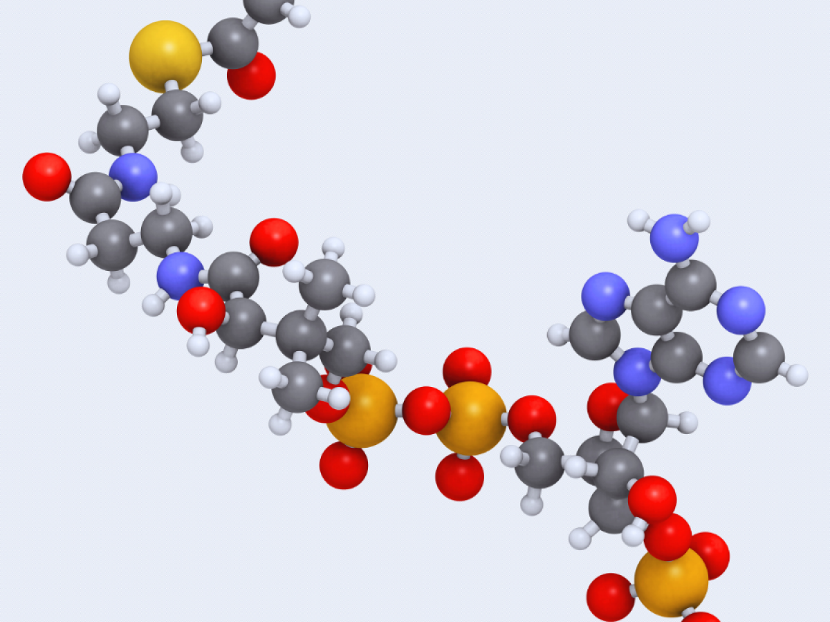 Acetyl-coenzyme A (Acetyl-coA) biochemical, molecular model